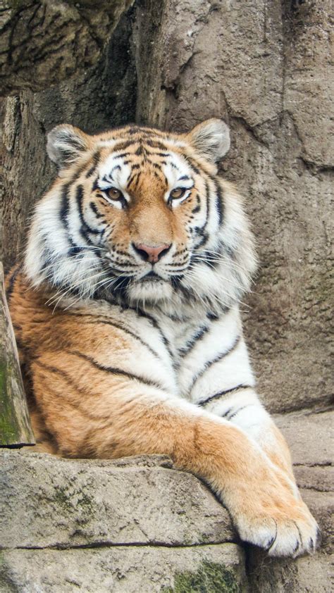 Amur Tiger - Potawatomi Zoo