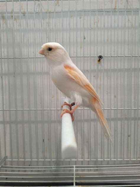 Femelle canari mosaïque rouge | Oiseaux à adopter | Laval/Rive Nord | Kijiji