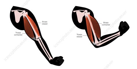 Biceps and triceps muscles, illustration - Stock Image - F036/4654 - Science Photo Library