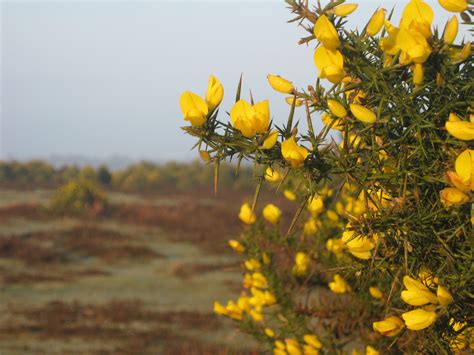 New Forest: when gorse is out of bloom, kissing is out of season. | New Forest Commoner