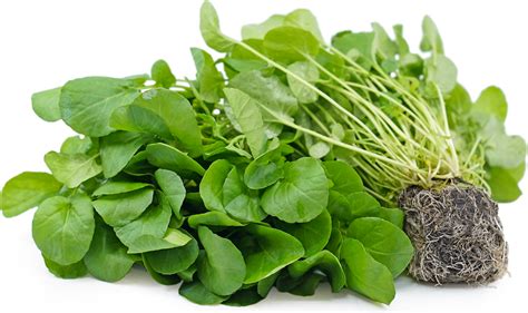 Upland Watercress Information and Facts