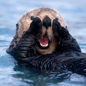 Adaptation of Sea Otters - Adaptations