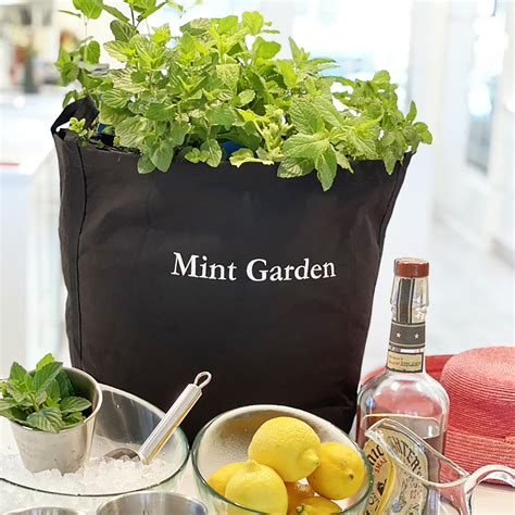 Mint Garden Kit with Plants