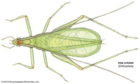 Cricket | Insect Behavior & Adaptations | Britannica