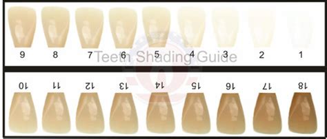 TOOTH SHADE GUIDE - Teeth Whitening Distribution USA