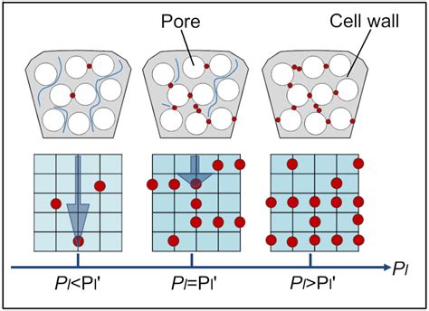 Schematic illustration showing percolation theory of the lattice ...