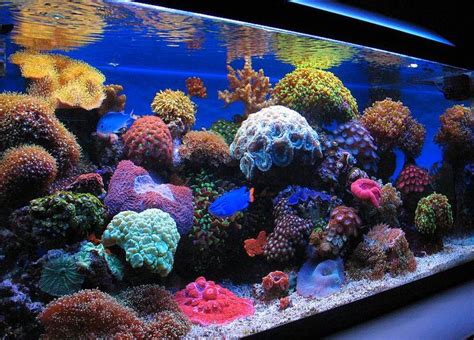 40 Gallon Breeder LPS and Soft Corals | Nano reef tank, Reef tank, Reef ...