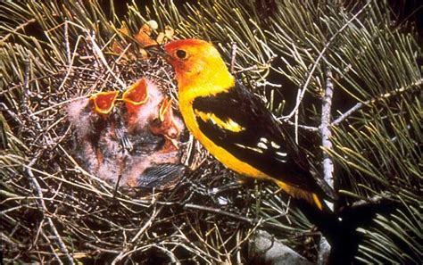 western tanager nest - Google Search | Bird sightings, Birds, Bird species