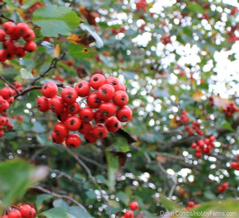 Hawthorn Berries: The Last Fruits of the Season - Hobby Farms