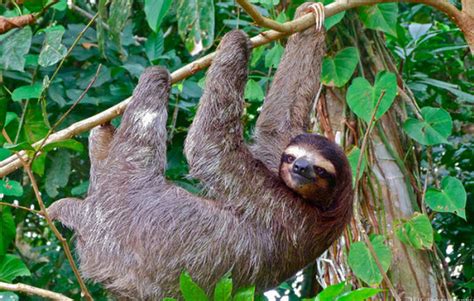 Sloth - Rain Forest Reports