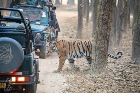 Garjiya Zone - Jim Corbett National park - THE PURE SOUL