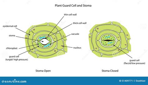 Stoma Cartoons, Illustrations & Vector Stock Images - 196 Pictures to ...