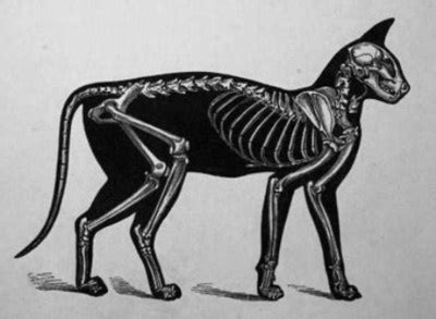 an animal skeleton is shown in black and white, with a cat on it's back