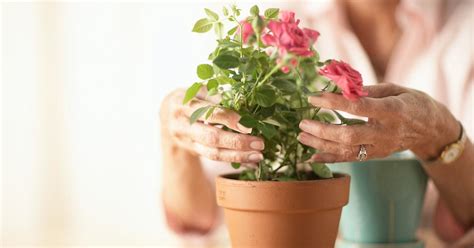 What Is Peat? Behind the Chemical Commonly Found in Houseplants