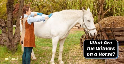 What Are the Withers on a Horse? (Equestrian Explained)