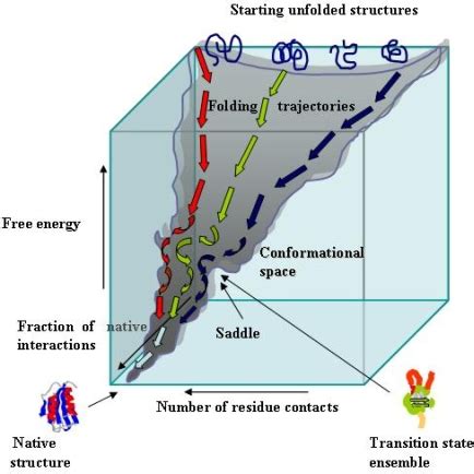 Folding energy landscape. A schematic folding energy landscape... | Download Scientific Diagram