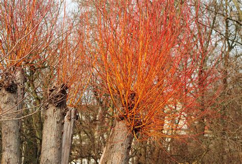 Red Twig Dogwood: Plant Care & Growing Guide