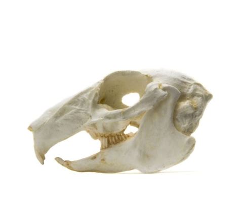 Cottontail Rabbit Skull Replica