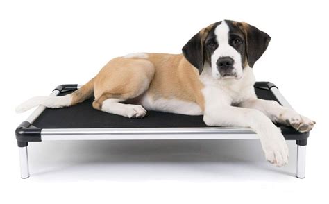 Best Raised Dog Bed: 5 Orthopedic Elevated Dog Beds (2020) | Herepup