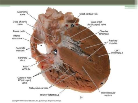 Heart anatomy