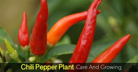 How To Grow The Chile Peppers Plant