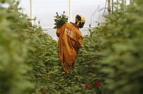 Can agriculture be Ethiopia’s growth engine? | Brookings