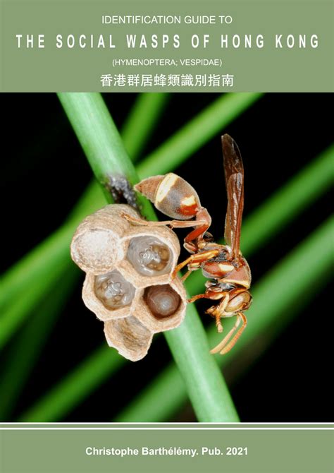 (PDF) Identification Guide to the Social Wasps of Hong Kong ...