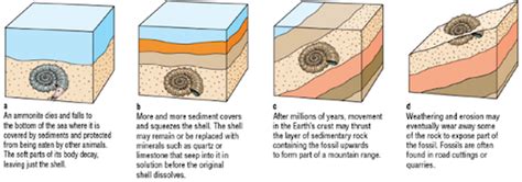 Fossil Types - 8TH-GRADE SCIENCE / Types of fossils worksheet | TPT