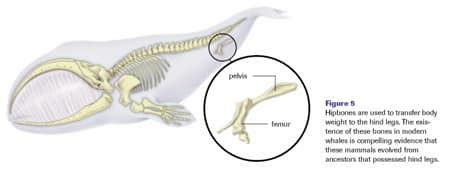 Darwin’s Theory: Homologous, Analogous, Vestigial Features | Online Homework Help | SchoolWorkHelper