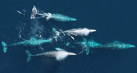 California Gray Whale Migration - Redwood National and State Parks (U.S ...