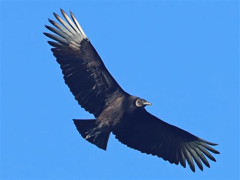 Jote Cabeza Negra - eBird