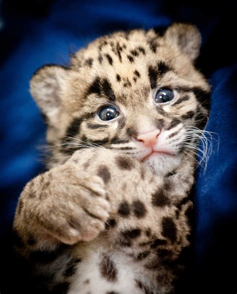 Endangered Clouded Leopard Cubs born at Point Defiance Zoo & Aquarium ...