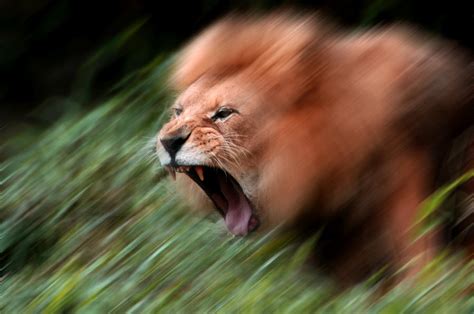 Lion Attack Photograph by Don Johnson - Fine Art America