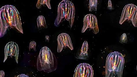 Glowing Neon Jellyfish floating through ocean: HD video - YouTube