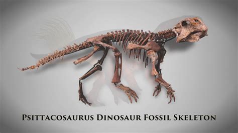 Psittacosaurus Dinosaur Fossil Skeleton from M.S. Rau Antiques - YouTube