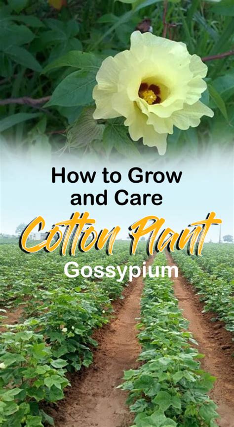 How to Grow and Care Cotton Plant | Growing Gossypium