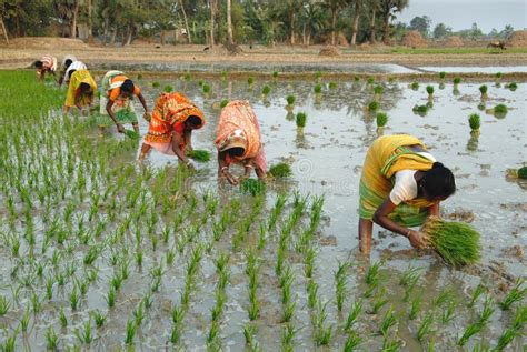 Village Life in India editorial stock image. Image of madhya - 25179399