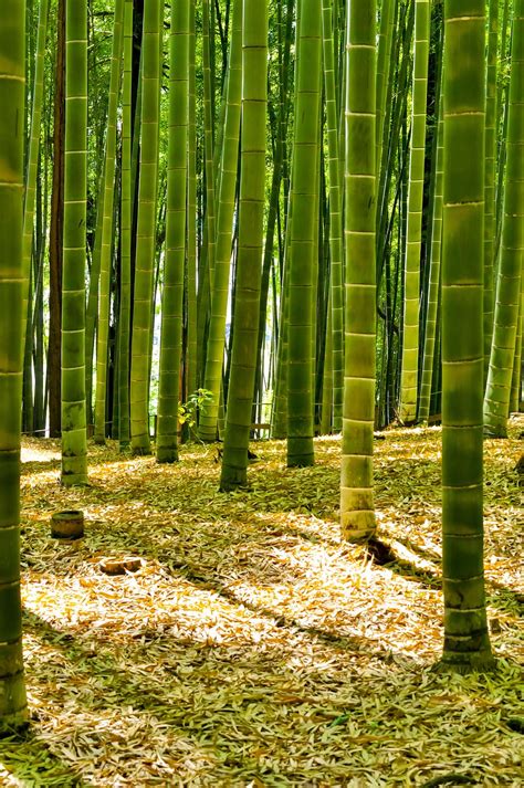 HD wallpaper: green bamboo trees, Japan, Forest, bamboo forest, natural ...