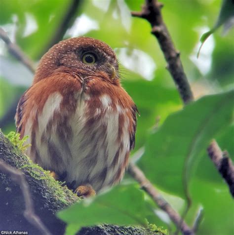 Least Pygmy Owl (Glaucidium minutissimum) by Nick Athanas - The Owl Pages