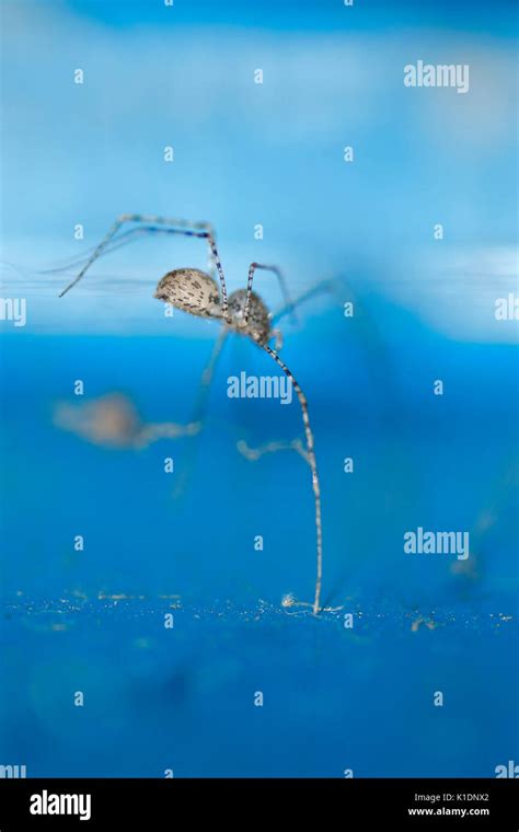 spider (scytodes thoracica), common to find in homes Stock Photo - Alamy