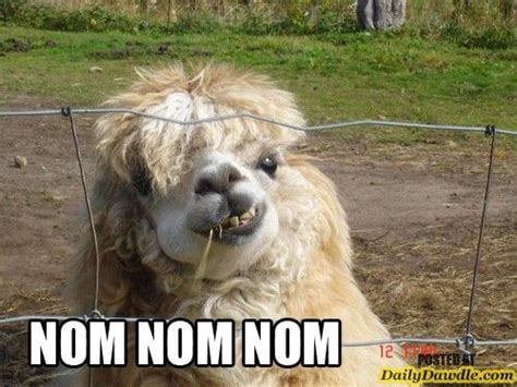 38 Alpaca Memes That Will Either Be The Funniest Or Weirdest Thing You ...