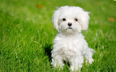 White Maltese Puppies Wallpaper | Köpek türleri, Sevimli köpekler, Köpek