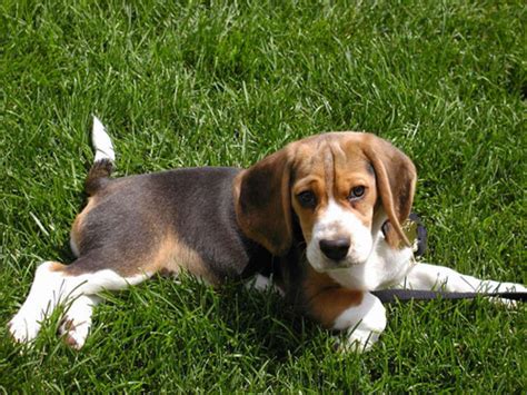 Beagle Hunting Dogs | Beagle Puppy