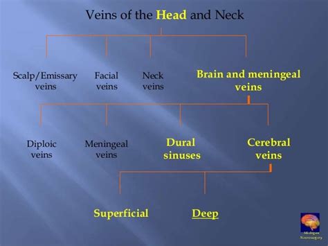 Venous drainage of brain