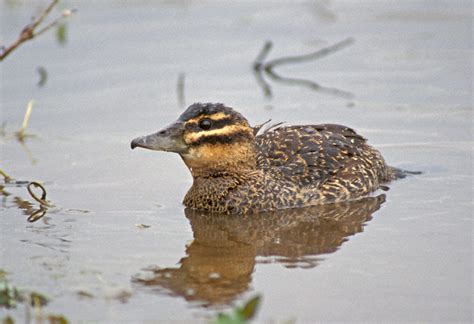 Masked Duck (Nomonyx dominicus)