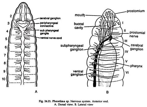 Essay on Earthworm: Feeding and Digestion