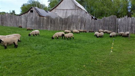 Purebred Suffolk Sheep - Blackie’s Suffolk Sheep & Veggies