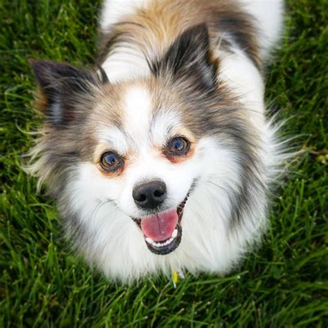 New here! Here is my Pomeranian-Sheltie mix, Gus! : shelties