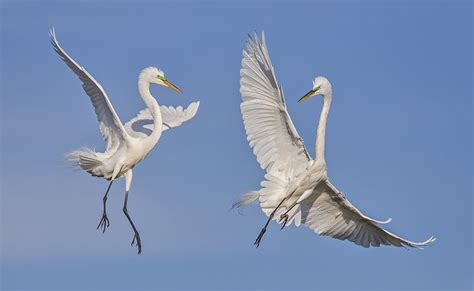 Esther T. New: Photographing Birds in Flight