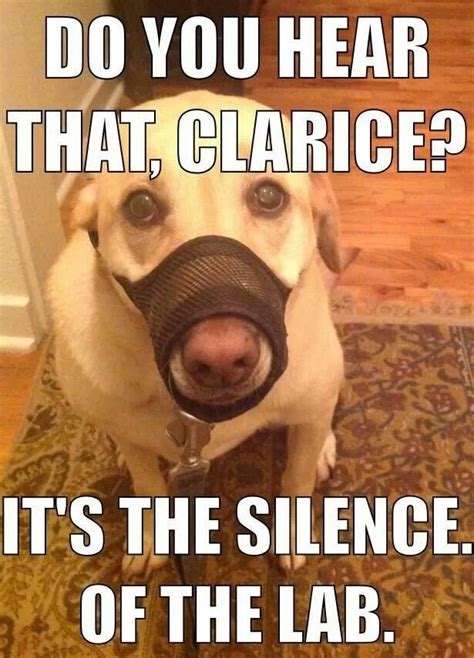 Hello Clarice | Vet tech, Horror movies memes, Funny animals